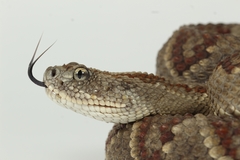 Yucatan Neotropical Rattlesnake photo 4