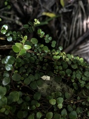 Leucotenes coprosmae