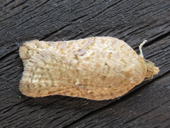 Acleris affinatana