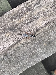 Xanthocryptus novozealandicus