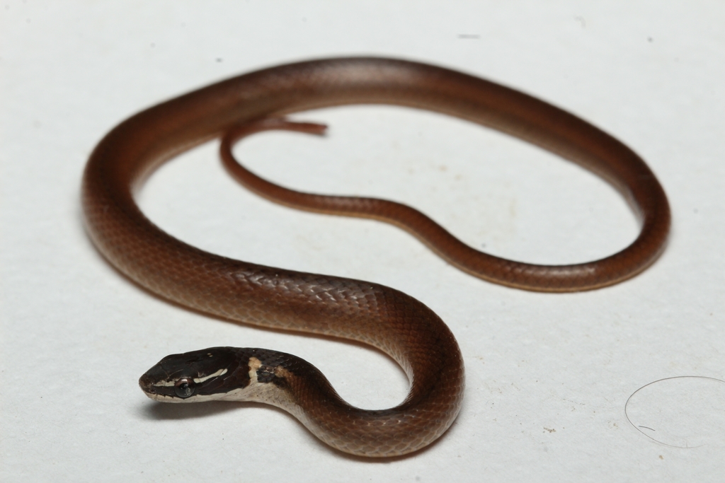 Peninsula Stripeless Snake