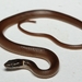 Peninsula Stripeless Snake - Photo (c) Pedro E. Nahuat-Cervera, some rights reserved (CC BY-NC), uploaded by Pedro E. Nahuat-Cervera