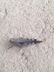 Catantopinae