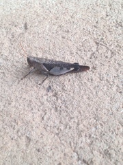 Catantopinae