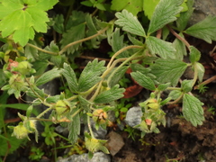 Potentilla × villosula
