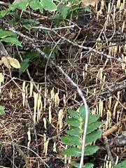 Clavariadelphus ligula