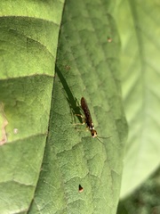 Xiphydria abdominalis