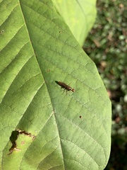 Xiphydria abdominalis
