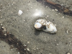 Pentamera pulcherrima