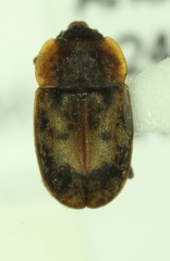 Omosita discoidea