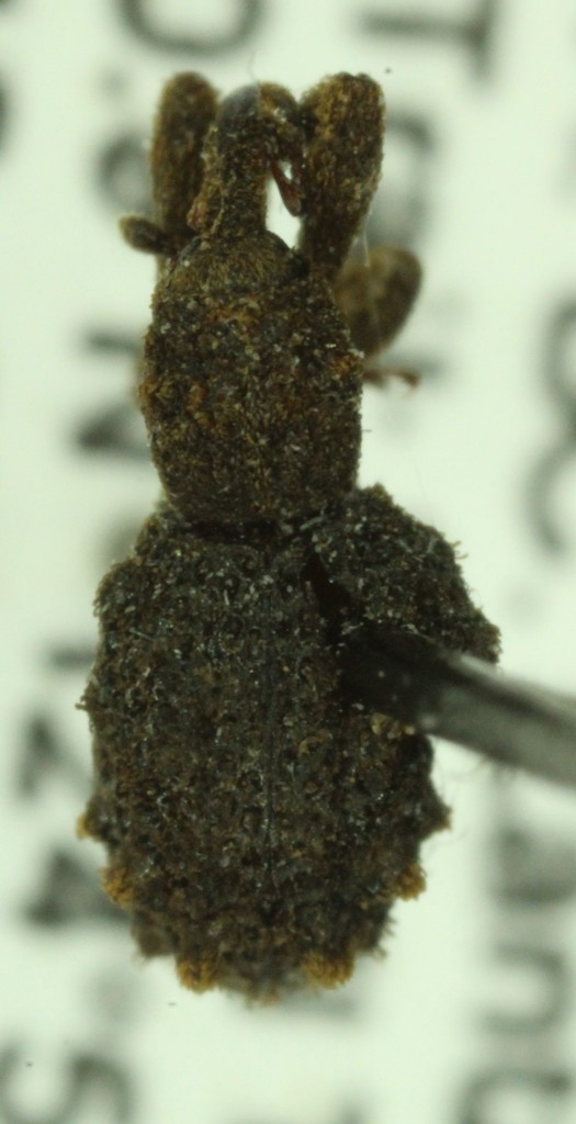 Gastrotaphrus