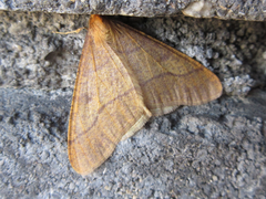 Erannis golda