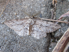 Megabiston plumosaria