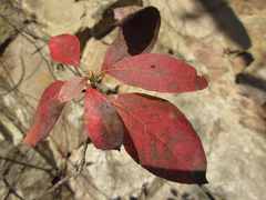 Rhododendron mucronulatum