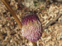 Cirsium pendulum