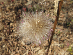 Cirsium pendulum