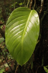 Epipremnum