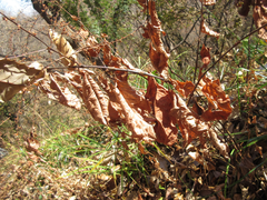 Persicaria filiformis