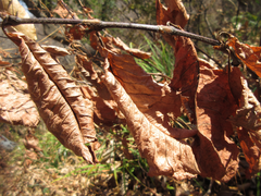 Persicaria filiformis