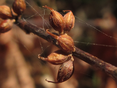 Persicaria filiformis