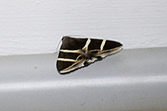 Grammodes oculicola
