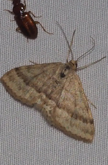 Scopula lydia