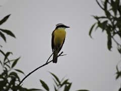 Pitangus sulphuratus