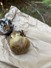Cortinarius subsulfurinus