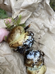 Cortinarius subsulfurinus