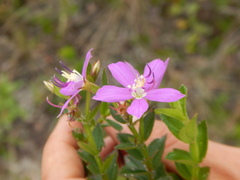 Acisanthera alsinaefolia