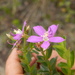 Acisanthera alsinaefolia - Photo (c) Thiago Kossmann,  זכויות יוצרים חלקיות (CC BY-NC-ND), הועלה על ידי Thiago Kossmann