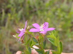Acisanthera alsinaefolia