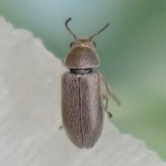 Trichochrous erythropus