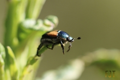 Callirhinus metallescens