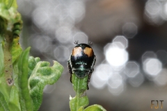 Callirhinus metallescens