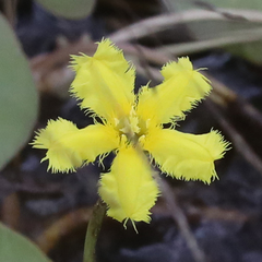 Nymphoides geminata