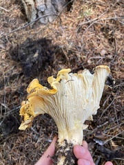 Cantharellus cascadensis