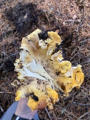 Cantharellus cascadensis