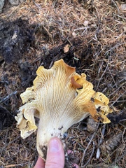 Cantharellus cascadensis