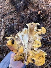 Cantharellus cascadensis