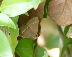 Electrostrymon endymion