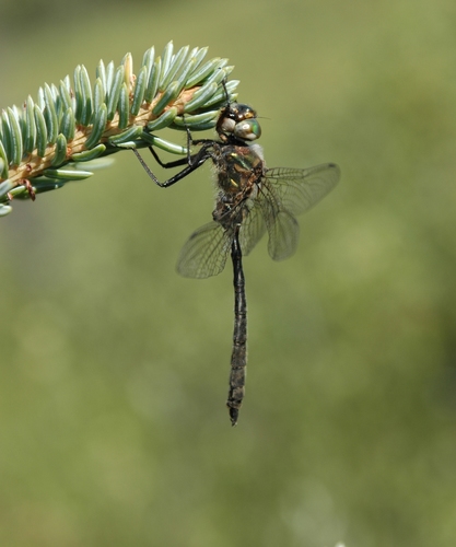 Muskeg Emerald