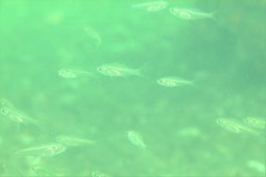 Ambassis jacksoniensis