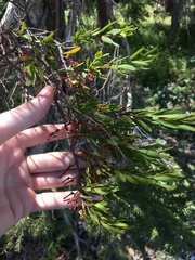 Amyema gaudichaudii