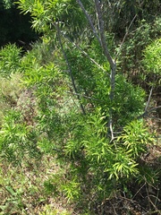 Podocarpus spinulosus