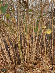 Phyllostachys