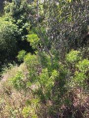 Podocarpus spinulosus