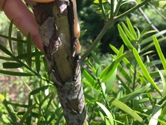 Podocarpus spinulosus