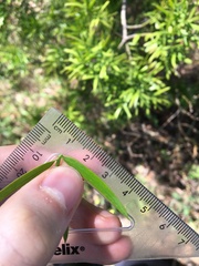 Podocarpus spinulosus