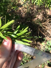 Podocarpus spinulosus